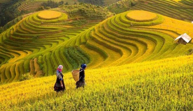 پژوهشگران چینی برنجی ساخته‌اند که با کود کمتر می‌تواند غذای بیشتری تولید کند