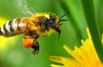 تاثیر زنبور عسل بر سایر گرده‌افشان‌ها