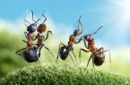 حشرات کشاورز