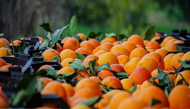 صادرات پرتقال ایرانی به چین