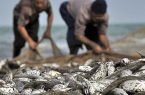 افزایش ۱۳ درصدی صید ماهیان استخوانی در آب‌های خزر