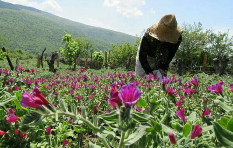 توسعه کشت گیاهان دارویی در دیم‌زارهای کم‌بازده