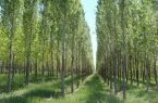 پیش‌بینی راه‌اندازی سامانه‌های مدیریت هوشمند نهالستان‌ها و کسب و کار زراعت چوب